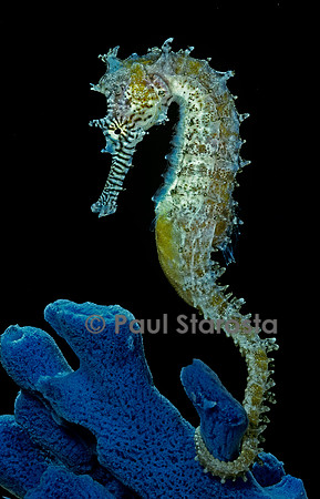 Hippocampus kuda (hippocampe)