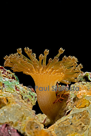 Heteroxenia sp.