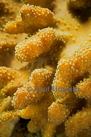 Lobophytum sp.