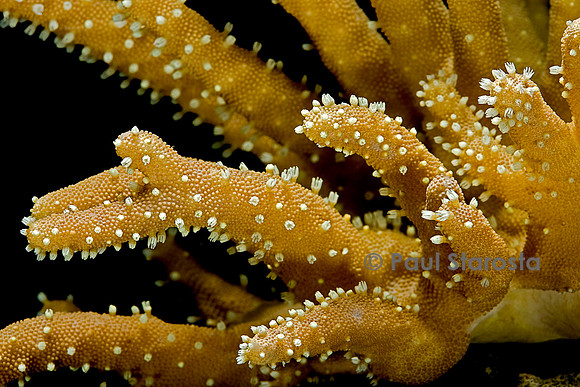 Lobophytum sp.