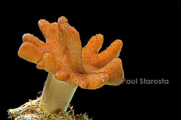 Lobophytum sp.