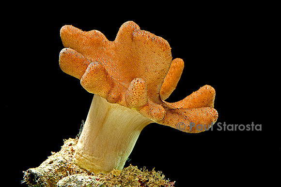Lobophytum sp.
