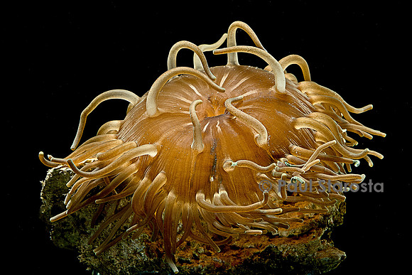 Macrodactyla doreensis (anémone de mer)