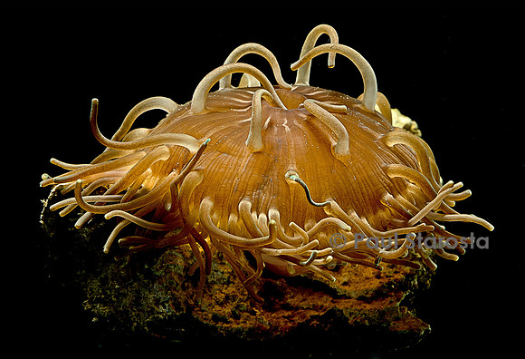 Macrodactyla doreensis (anémone de mer)