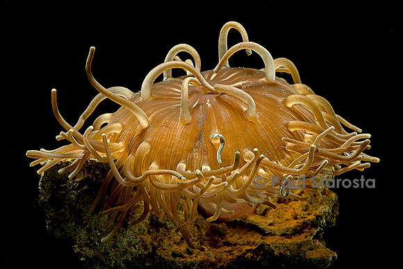 Macrodactyla doreensis (anémone de mer)