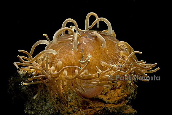 Macrodactyla doreensis (anémone de mer)