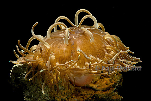Macrodactyla doreensis (anémone de mer)