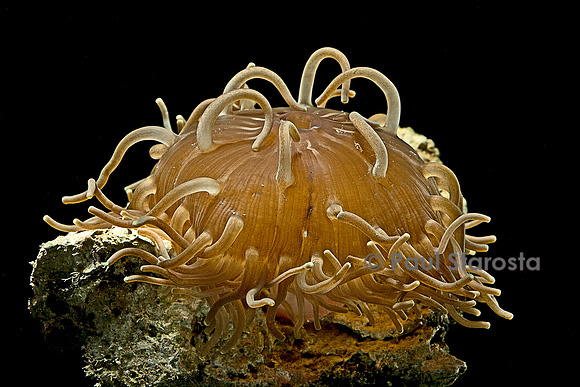 Macrodactyla doreensis (anémone de mer)