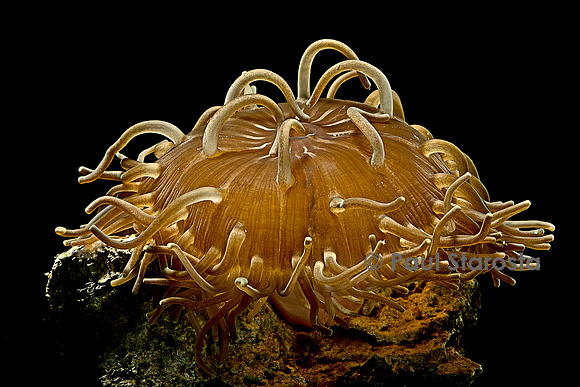 Macrodactyla doreensis (anémone de mer)