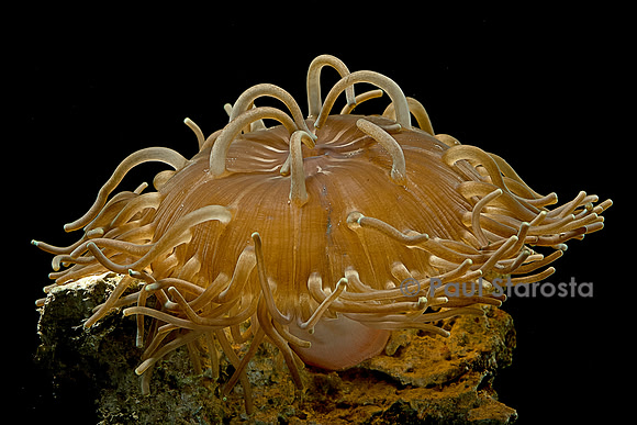 Macrodactyla doreensis (anémone de mer)