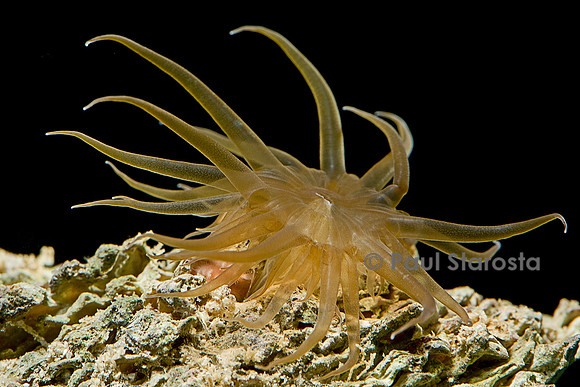 Aiptasia (anémone de verre)