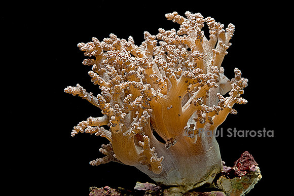 Alcyonium sp.