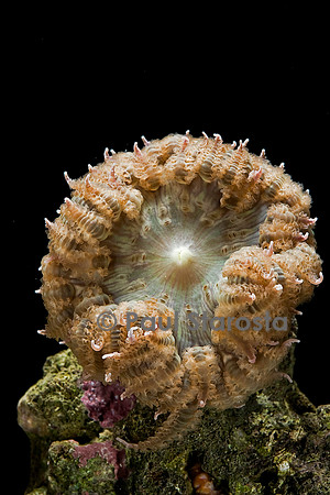 Anémone de mer