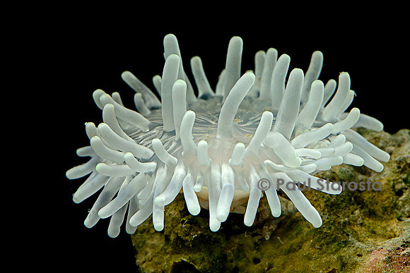 Anémone de mer