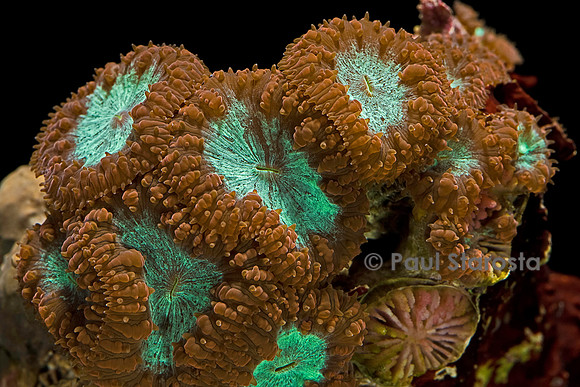 Blastomussa merleti