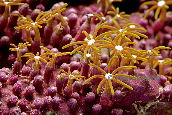 Briareum sp.