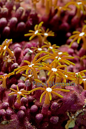 Briareum sp.