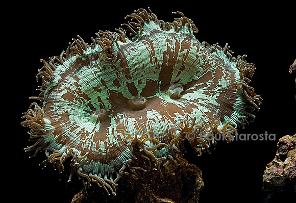 Catalaphyllia jardinei