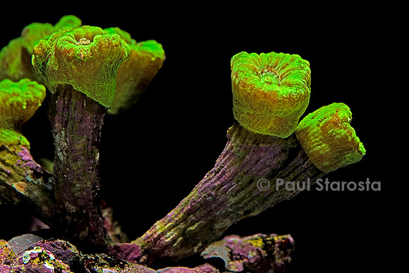 Caulastrea tumida