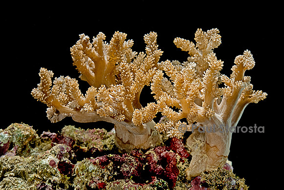 Cladiella sp.
