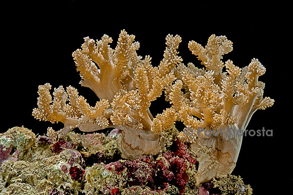 Cladiella sp.