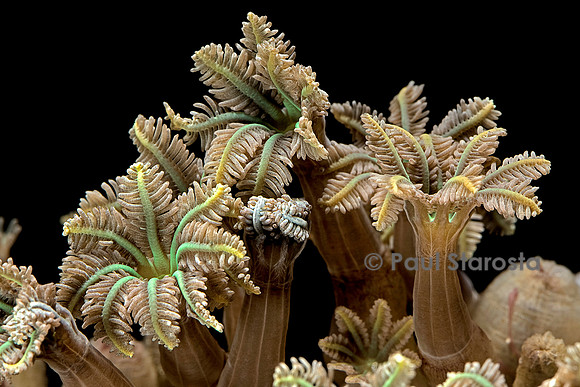 Clavularia sp.