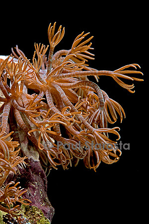 Clavularia sp.