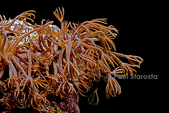 Clavularia sp.