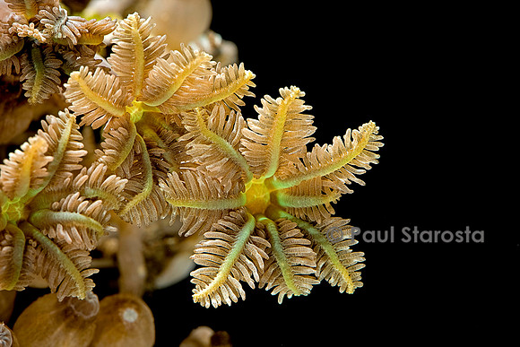 Clavularia sp.