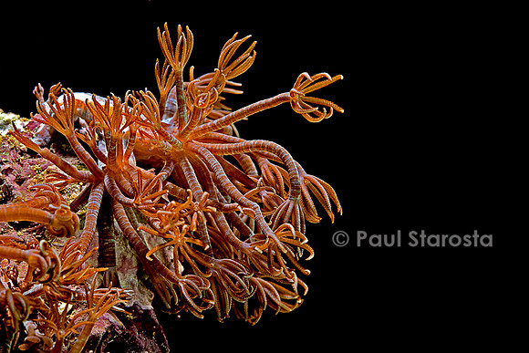 Clavularia sp.