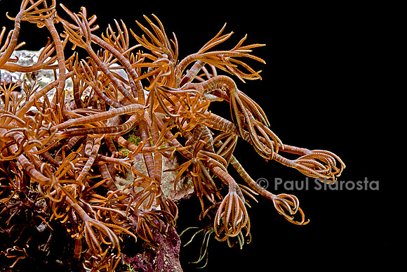 Clavularia sp.