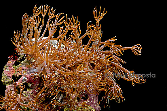 Clavularia sp.