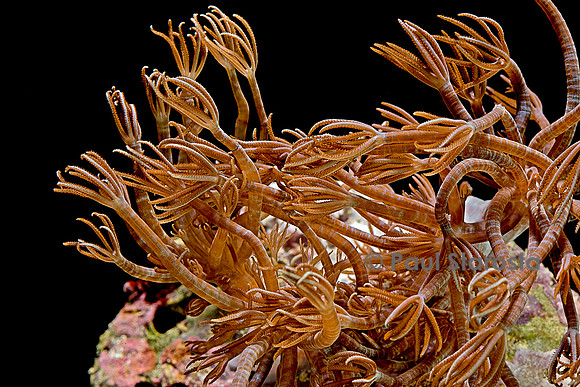 Clavularia sp.