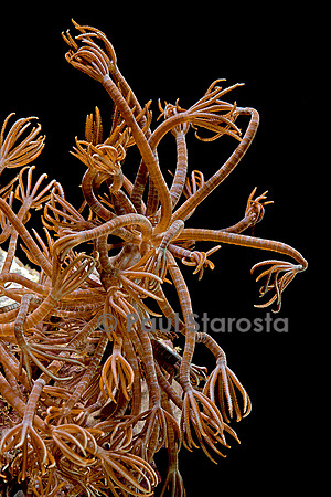 Clavularia sp.