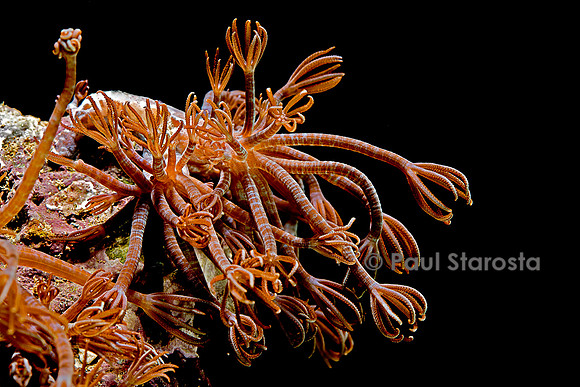 Clavularia sp.