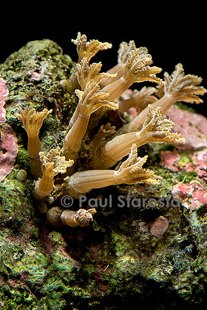 Clavularia sp.