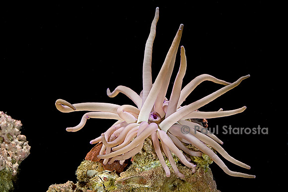 Condylactis gigantea (anémone de mer)