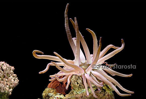 Condylactis gigantea (anémone de mer)