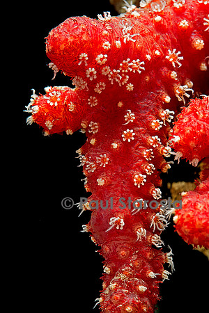 Dendronephthya sp.