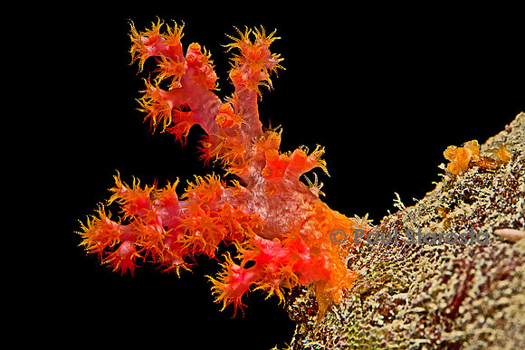 Dendronephthya sp.
