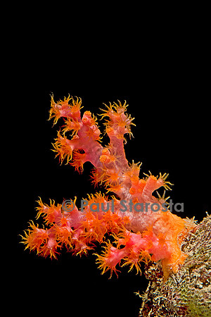 Dendronephthya sp.