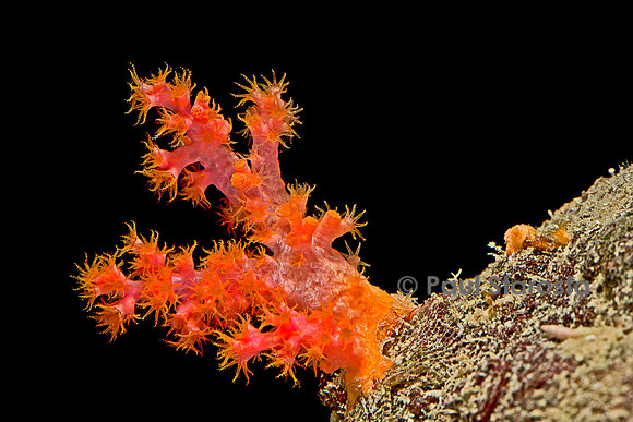 Dendronephthya sp.