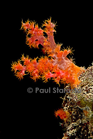 Dendronephthya sp.