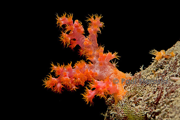Dendronephthya sp.