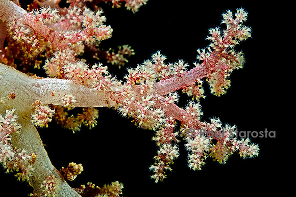 Dendronephtya sp.