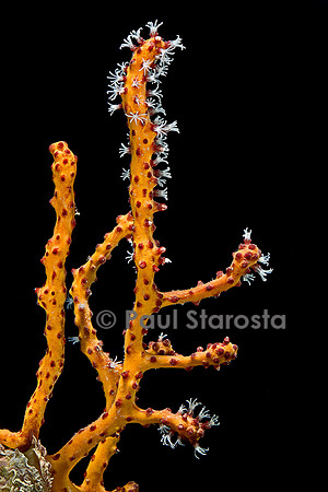 Diodogorgia nodulifera variété orange