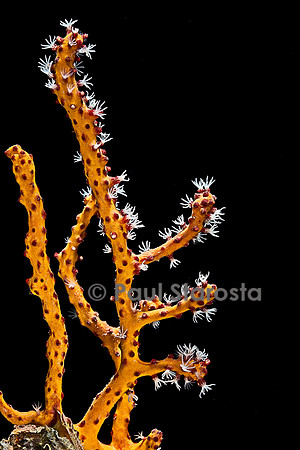 Diodogorgia nodulifera variété orange