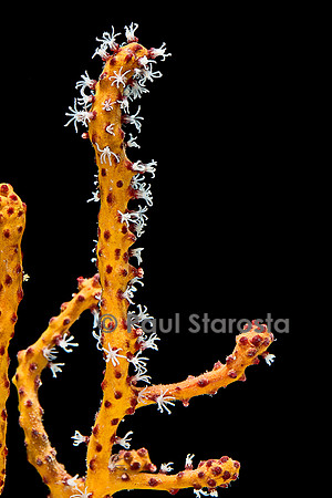 Diodogorgia nodulifera variété orange