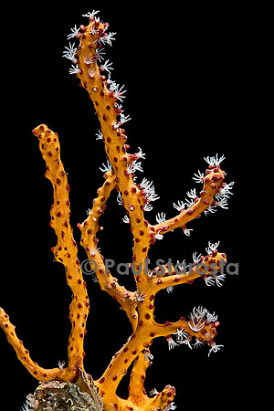 Diodogorgia nodulifera variété orange