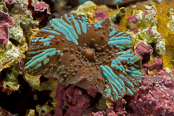 Discosoma sp.